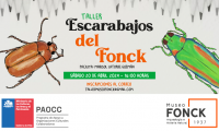 Entretenido taller familiar de pintura de escarabajos en Museo Fonck